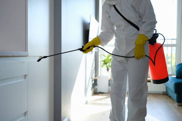 Reliable Rose Hills, CA Mold Removal Solutions